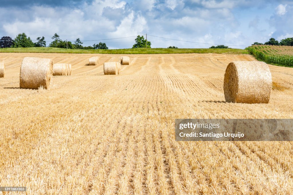 Hay bales on field