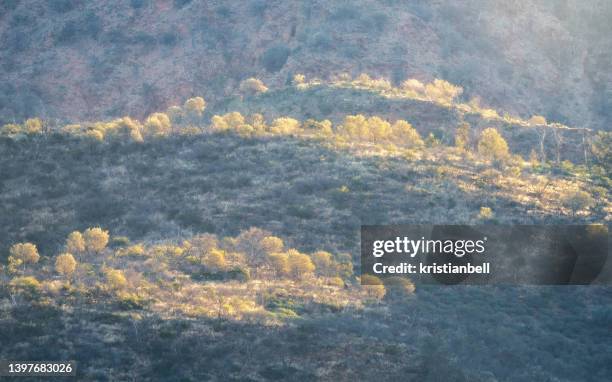 sunlight over acacia vegetation in rocky landscape, south australia, australia - indigenous australia stock pictures, royalty-free photos & images