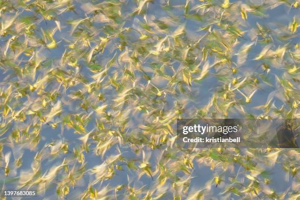 abstract blurred photo of a large flock of budgerigar (melopsittacus undulatus) in flight, australia - klapwieken stockfoto's en -beelden