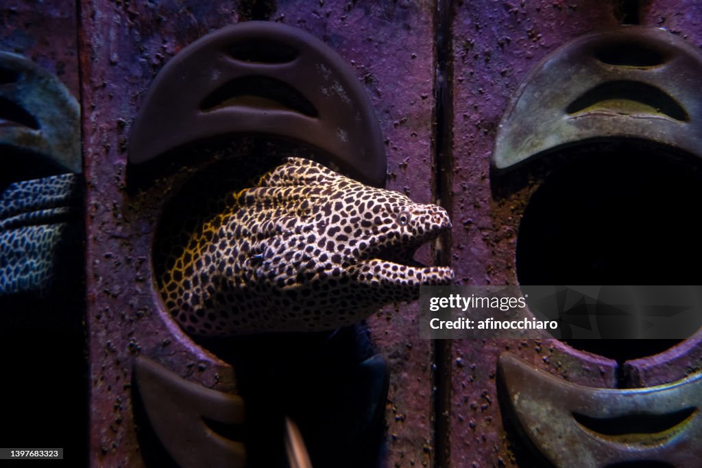 Honeycomb Moray Eel in an aquarium