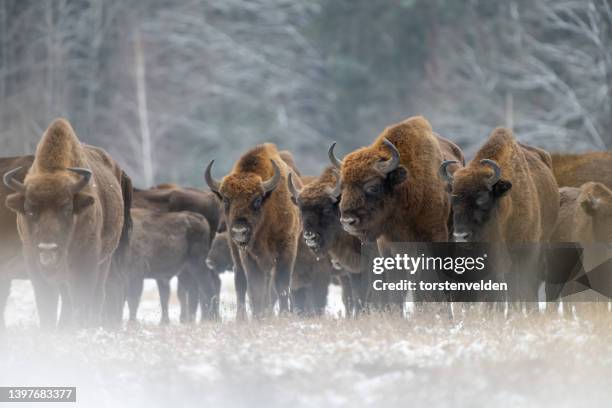 herd of bison standing in winter landscape, biaowiea forest, poland - wild cattle stock-fotos und bilder