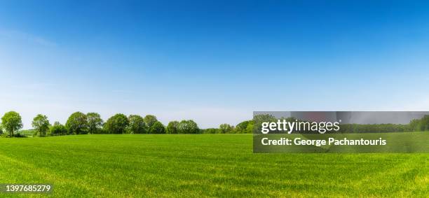 green grass panorama and clear blue sky on a summer day - grasland stock-fotos und bilder