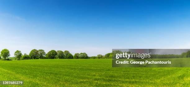 green grass panorama and clear blue sky on a summer day - field blue sky fotografías e imágenes de stock