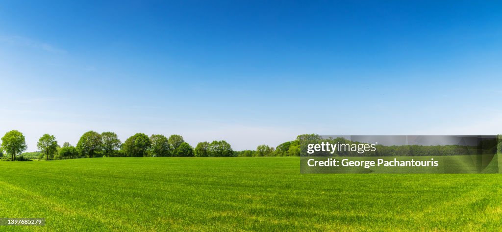 Green grass panorama and clear blue sky on a summer day