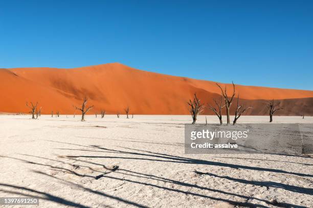 árboles en el vlei muerto en namibia, áfrica - dead vlei namibia fotografías e imágenes de stock