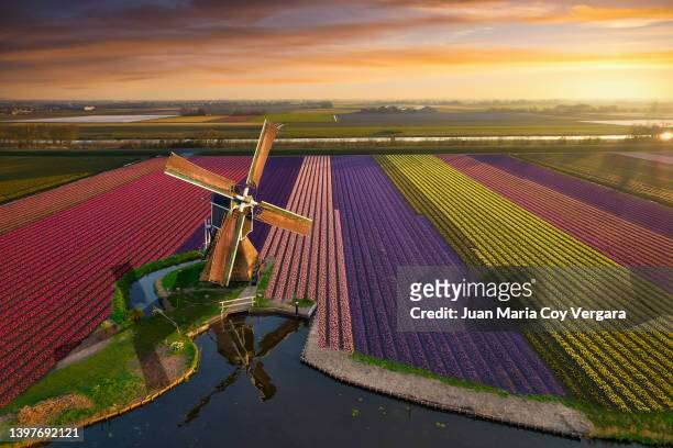 flying over a rainbow of tulips - the netherlands - netherlands stock pictures, royalty-free photos & images