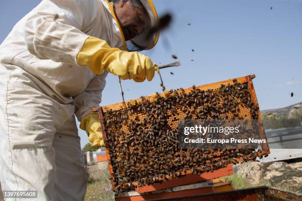 Jose, the owner of 'La Abeja Viajera' extracts a honeycomb for review, on 29 April, 2022 in Navalafuente, Madrid, Spain. 'La Abeja Viajera' is a...