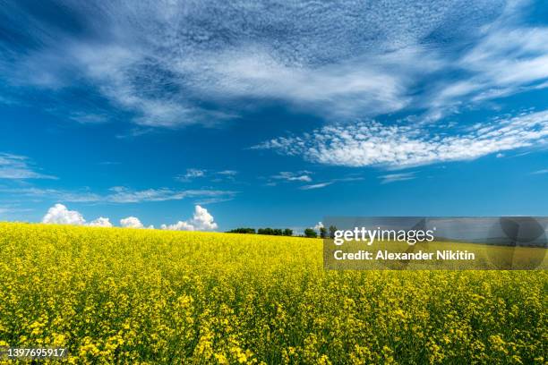rapeseed fields - wide view stock pictures, royalty-free photos & images