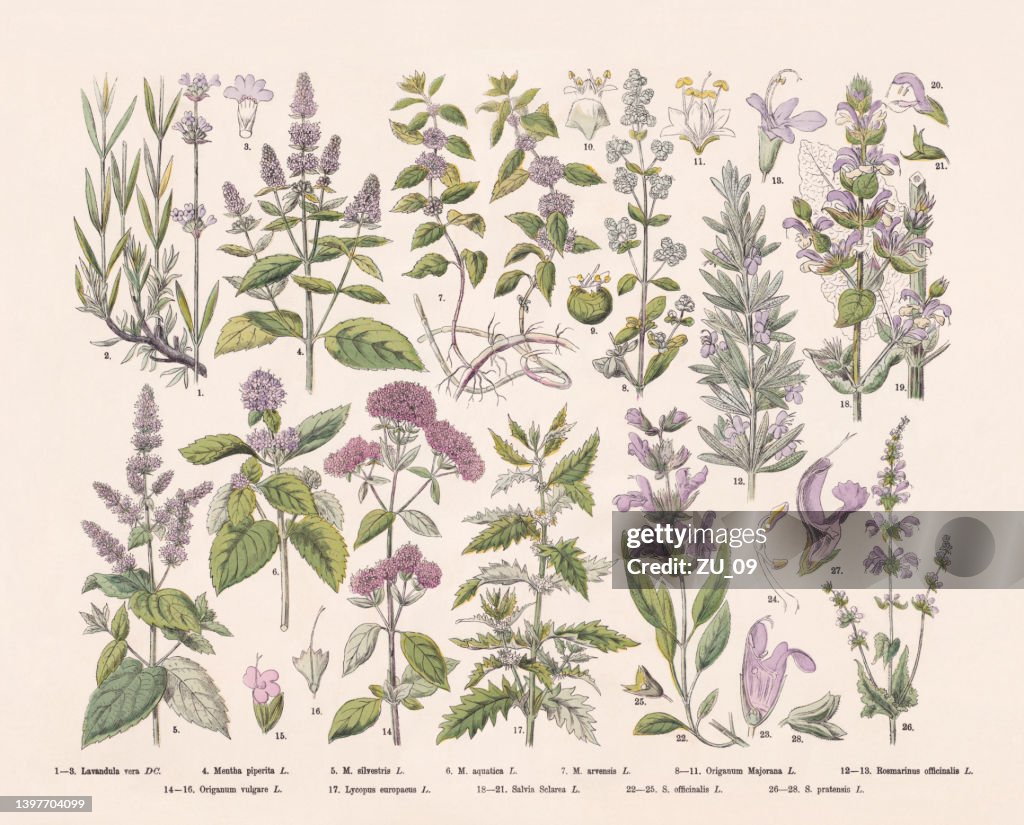 Flowering plants (Angiospermae), hand-colored wood engraving, published in 1887