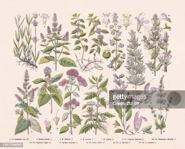 flowering plants (angiospermae), hand-colored wood engraving, published in 1887 - lavendar stock illustrations