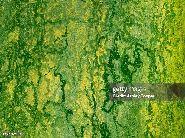 algae/lichen growing on a tank in beaumaris, anglesey, wales with trails where snails have eaten the algae. - lichen formation stock pictures, royalty-free photos & images