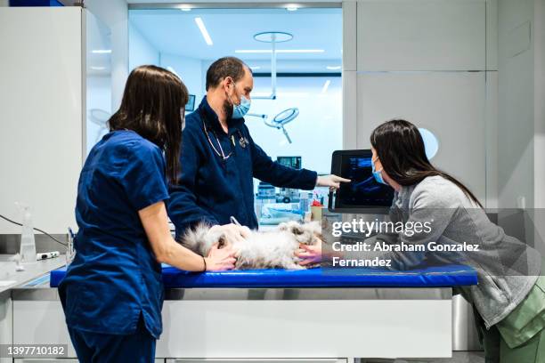 veterinarians perform ultrasound scan on a domestic cat - cat scan stockfoto's en -beelden