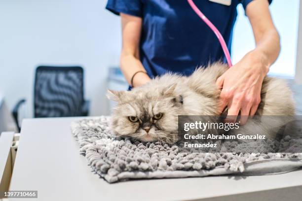 unrecognizable veterinarian examining cat with stethoscope - animal hospital fotografías e imágenes de stock