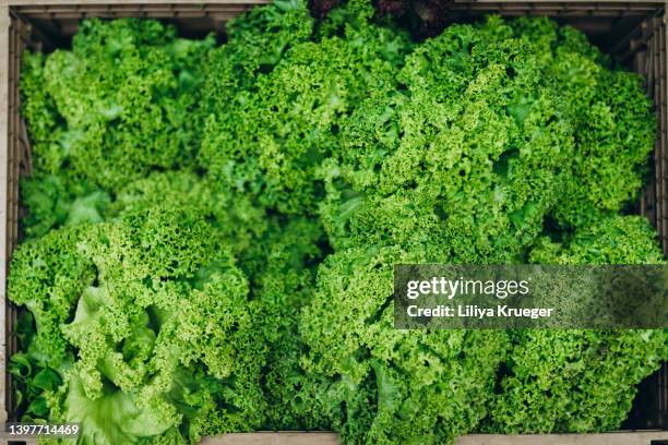 green salad. - grönsallad bildbanksfoton och bilder