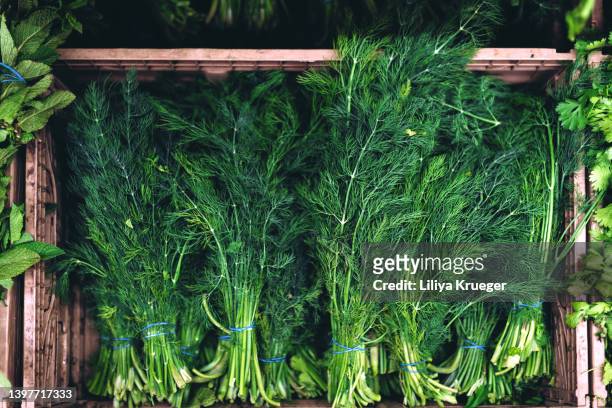 bunches of fresh dill in a wooden box. - caisse bois photos et images de collection