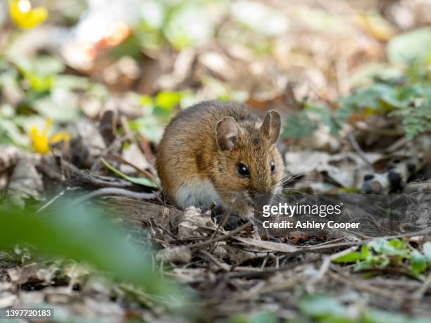 a wood mouse, apodemus sylvaticus feeding on carrion near quorn, leicestershire, uk. - wood mouse stock pictures, royalty-free photos & images