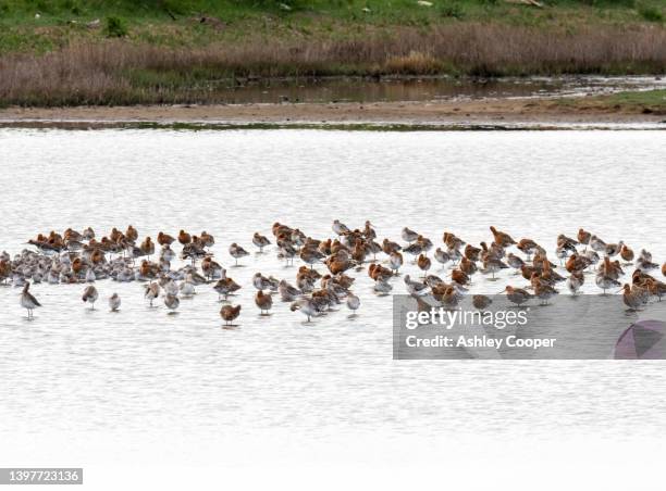 a flock of dunlin, red knot, bar tailed godwit, black tailed godwit, at leighton moss, lancashire, uk. - dunlin bird stock pictures, royalty-free photos & images