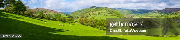agricultural livestock grazing farm fields surrounded by green mountains panorama - cow and sheep stock pictures, royalty-free photos & images
