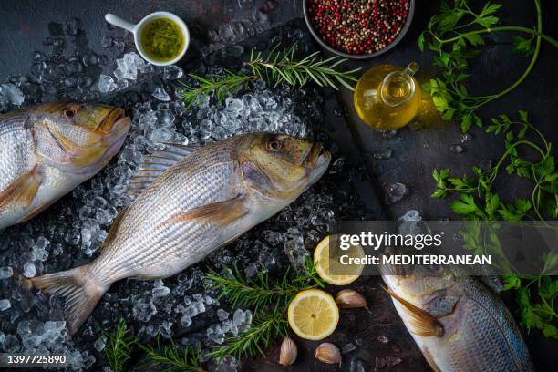 common dentex fishes fresh on ice and dark background from sparidae family as sea bream and snapper - catch of fish stock pictures, royalty-free photos & images