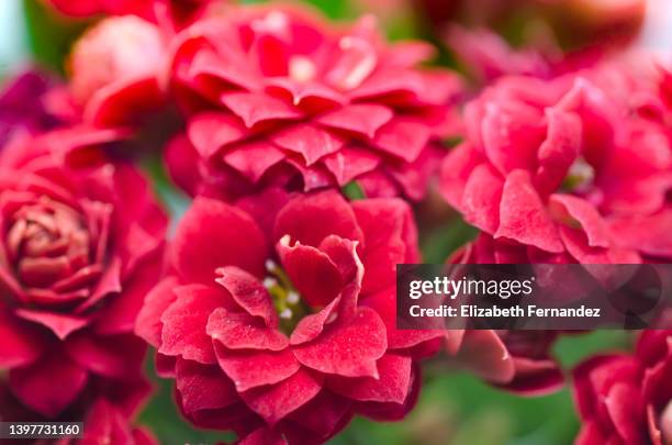 kalanchoe blossfeldiana in bloom - kalanchoe stock pictures, royalty-free photos & images