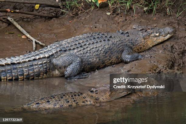 saltwater crocodiles, daintree, queensland, australia - australian saltwater crocodile stock pictures, royalty-free photos & images