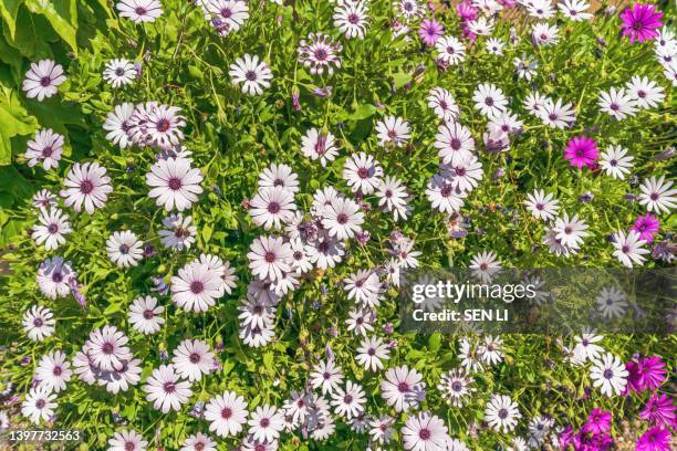 daisies flowers background, new york asters (aster novi-belgii) flowers in spring - aster novi belgii stock pictures, royalty-free photos & images