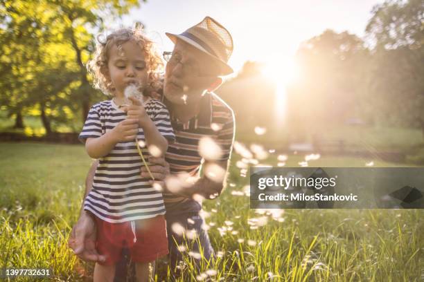 pissenlit soufflant - souffle photos et images de collection