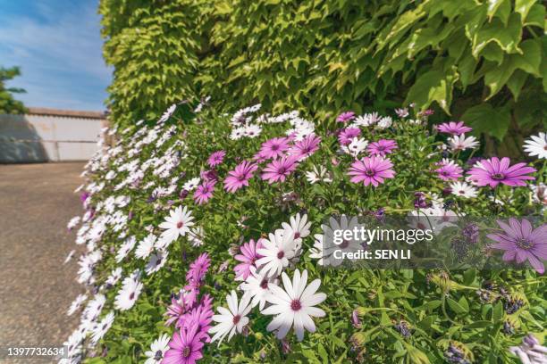 daisies flowers background, new york asters (aster novi-belgii) flowers in spring - aster novi belgii stock pictures, royalty-free photos & images