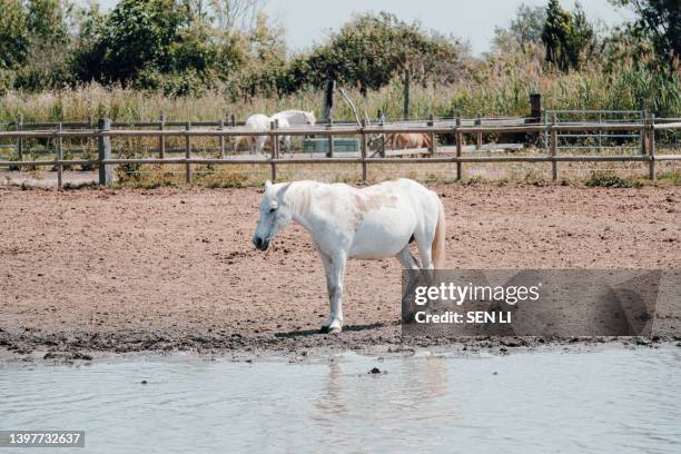 white horses in the camargue regional nature park, france - camargue horses stock pictures, royalty-free photos & images