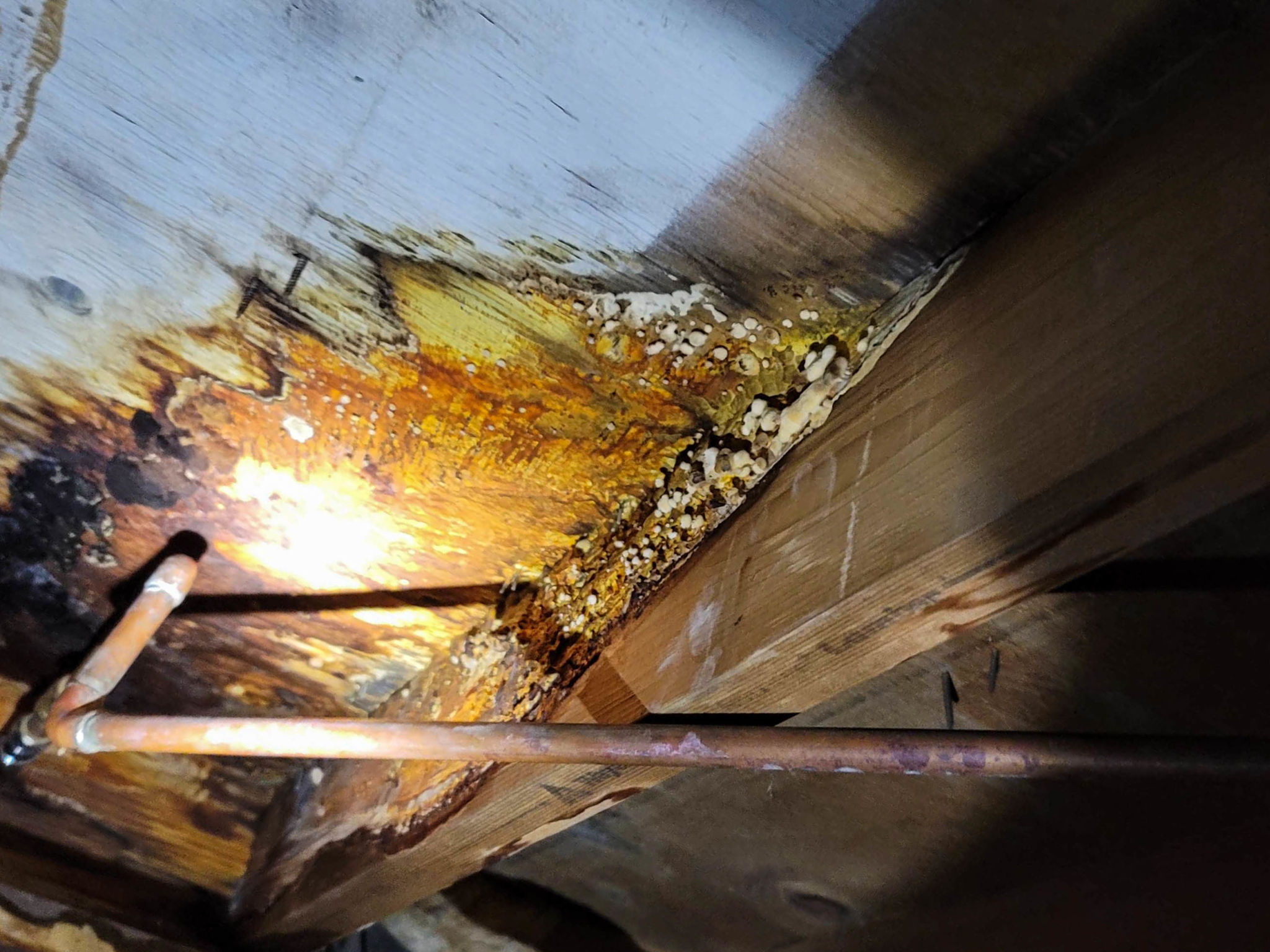 crawlspace pests