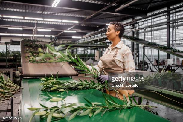 ein gemischtrassiger landarbeiter in einem liliengewächshaus in holland - mixed farming stock-fotos und bilder