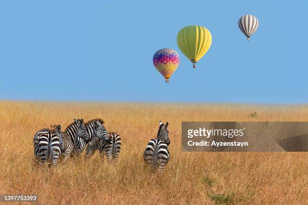 plains zebras and hot air balloons at wild - masai mara national reserve stock-fotos und bilder