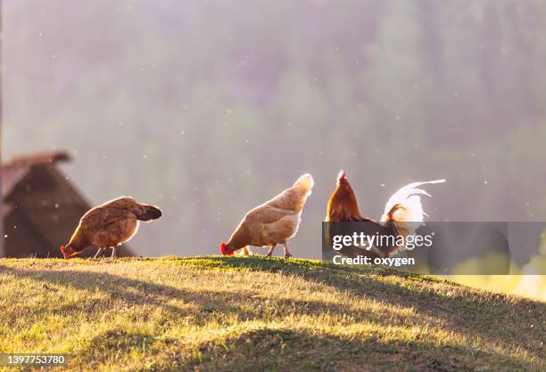 group of hens and a rooster graze on a hill in a village at sunset. free range foraging chickens at organic farm. spring or summer everning. - flock of crows foto e immagini stock