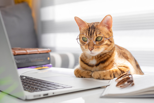 Bengal cat in glasses works at the table on the computer
