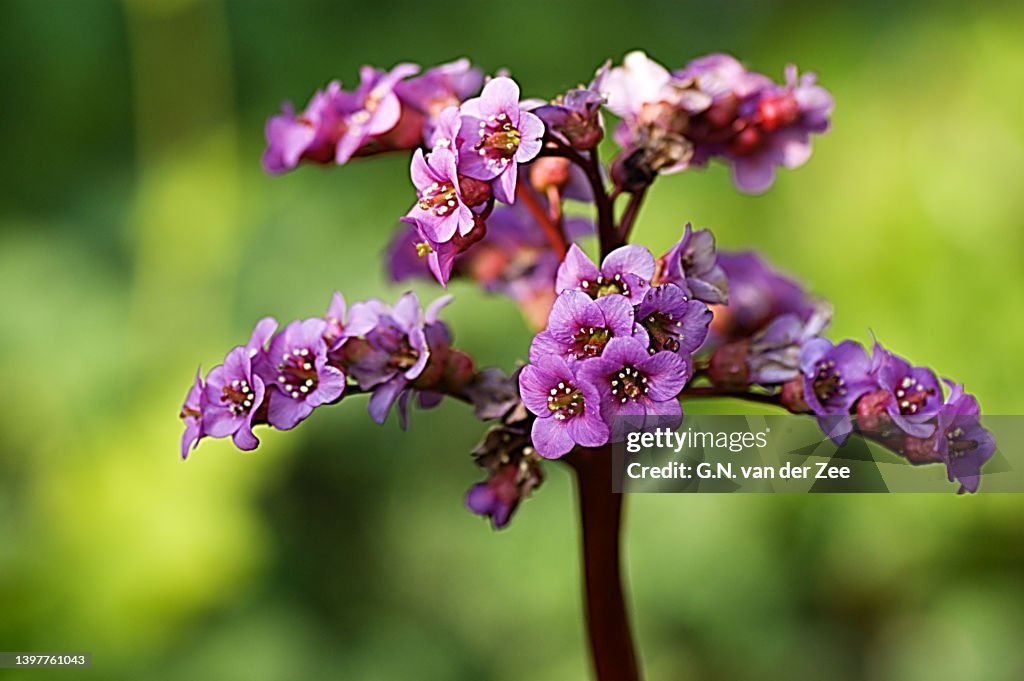 Bergenia cordifolia