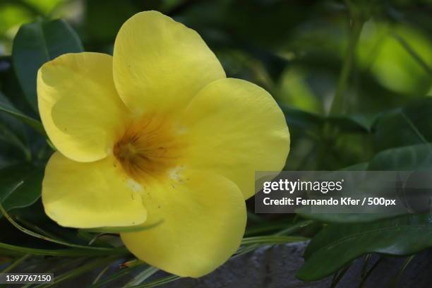 close-up of yellow flowering plant,brazil - pink allamanda bildbanksfoton och bilder