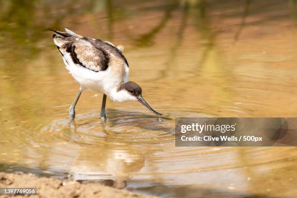 close-up of avocet perching in lake,united kingdom,uk - säbelschnäbler stock-fotos und bilder