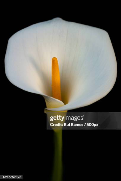 close-up of white flower against black background,portugal - calla lilies white stock pictures, royalty-free photos & images