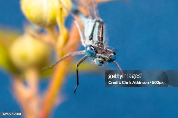 close-up of insect on plant,blashford lakes nature reserve,united kingdom,uk - damselfly stockfoto's en -beelden