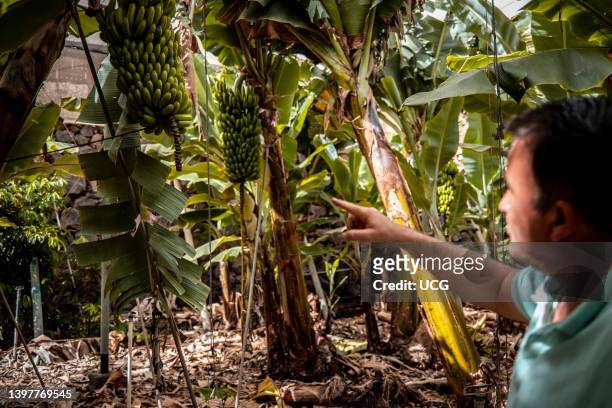 Florencio Benitez is a local business man and of the most important producer and seller of bananas and pineapples on El Hierro island. In his farms...