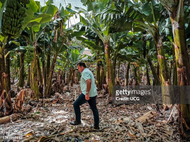 Florencio Benitez is a local business man and of the most important producer and seller of bananas and pineapples on El Hierro island. In his farms...