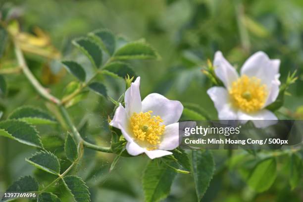 close-up of white flowering plant - wildrose stock-fotos und bilder