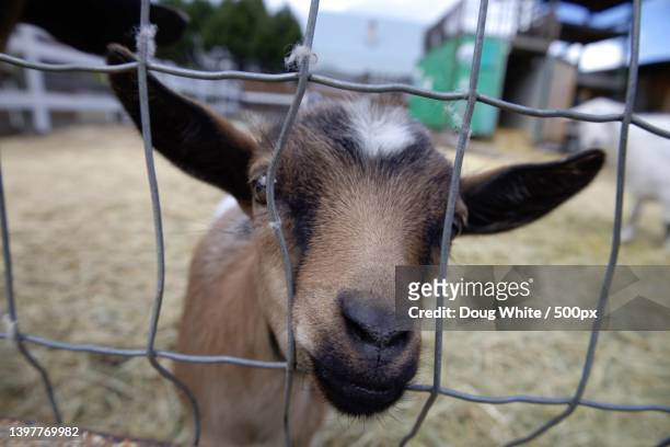 baby goat looking for someone to love,canada - getkilling bildbanksfoton och bilder