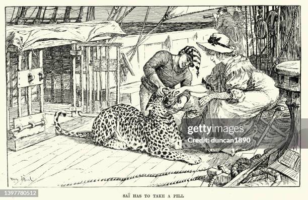 panther, big cat, transported on ship, tranquilizer pill, wildlife trafficking, victorian art - smuggling stock illustrations