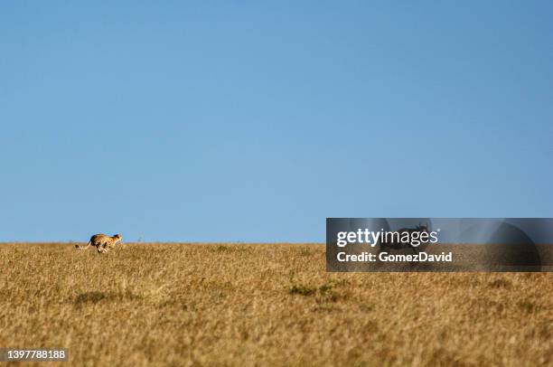 cheetah running toward a wild wildebeest - cheetah hunt stock pictures, royalty-free photos & images