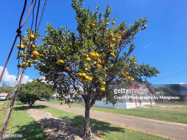 mandarin fruit tree - citrus grove - fotografias e filmes do acervo