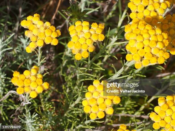 curry plant (helichrysum stoechas) - strohblume stock-fotos und bilder