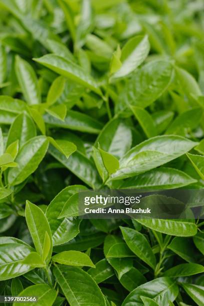 close-up of vibrant green laurel leaves. botanical vertical background. - bay leaf stock pictures, royalty-free photos & images