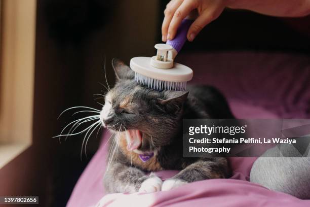 cat being brushed - pick tooth photos et images de collection