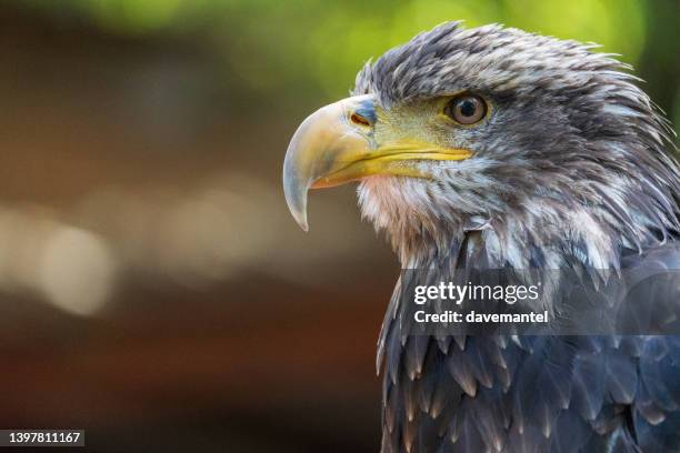 eagle in captivity - eagle eye stock pictures, royalty-free photos & images